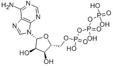 Adenosine triphosphate